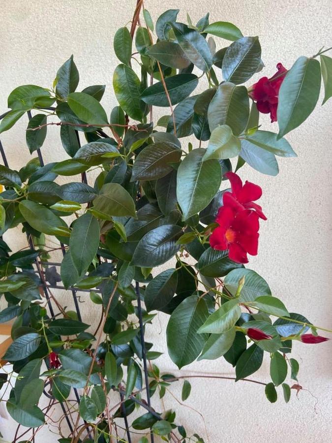 Fodor Haz Apartment Gyenesdias Bagian luar foto